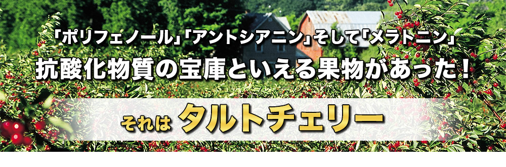 ポリフェノール・アントシアニン・としてメラトニン、抗酸化物質の宝庫といえる果物があった。それはタルトチェリー。