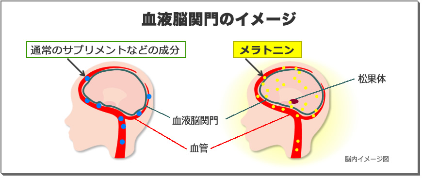 血液脳関門のイメージ